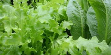 Which lettuce lasts the longest