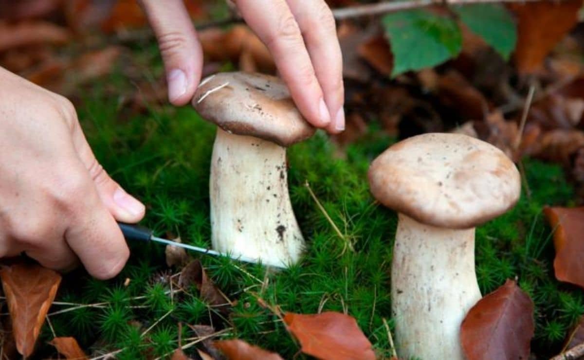 The correct way to pick a mushroom