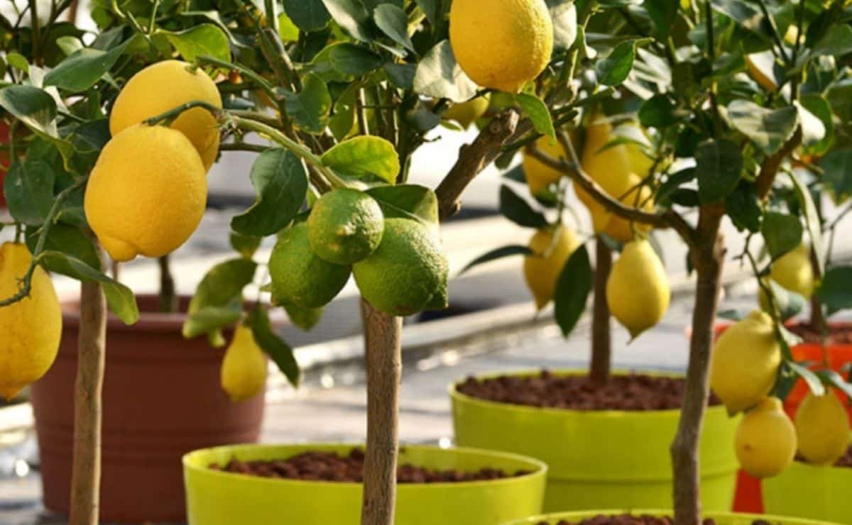 How can you plant a lemon tree at home
