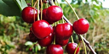cherries cherries picotas|diferencias cerezas
