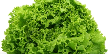 What happens to you if you eat lettuce at night?|lechuga-por-la-noche