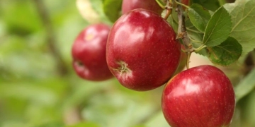 Benefits of apples