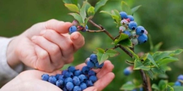 how to plant blueberry|arándano planta pequeña