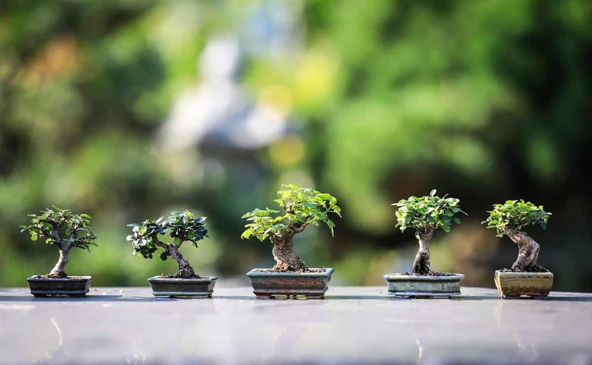 how to plant bonsai||bonsai|sembrar bonsai