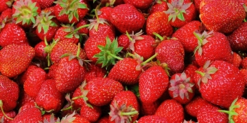 cuantas fresas comer|beneficios de la fresa|cuántas fresas comer